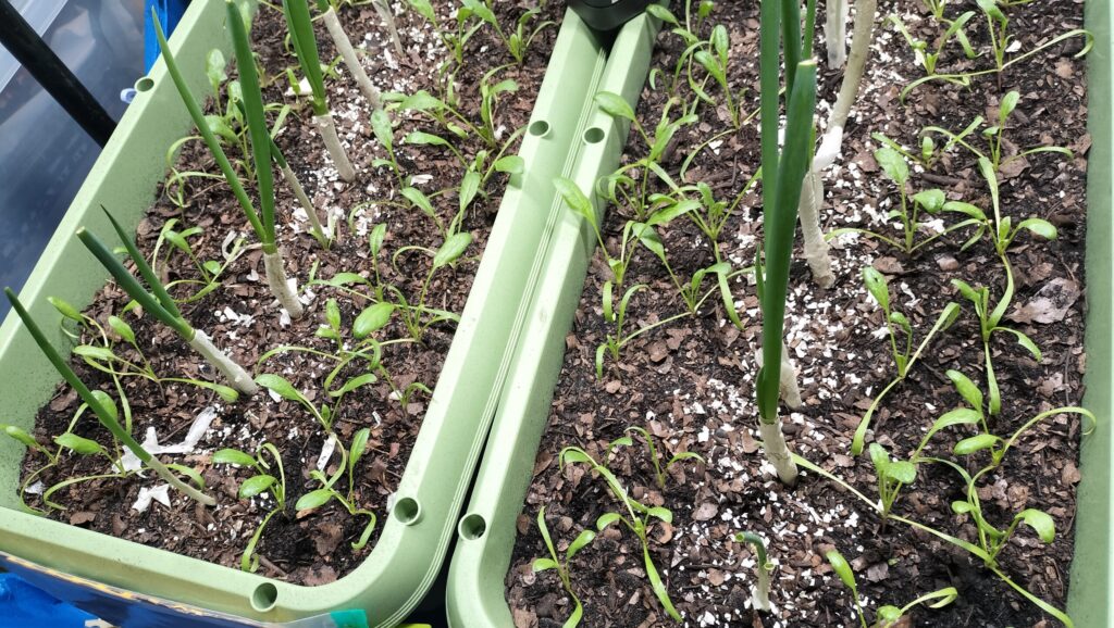 ホウレンソウが育つ状態の画像です。