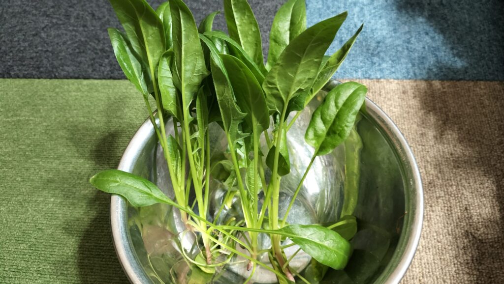 採れたホウレンソウの画像です。