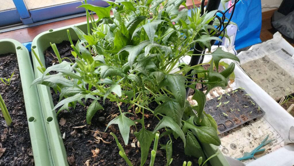 トウ立ちしたホウレンソウの画像です。