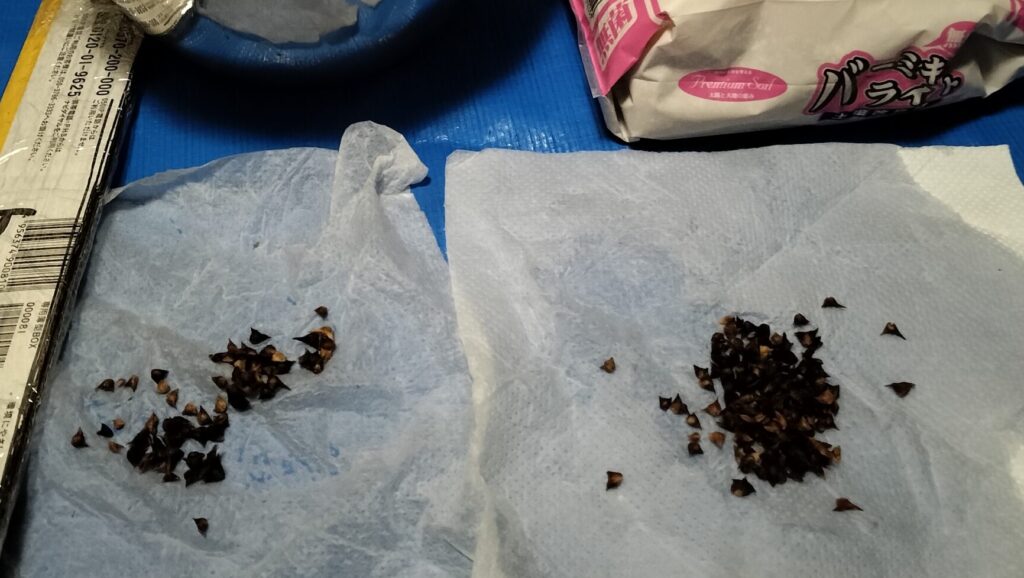 日本ほうれん草の種画像です。